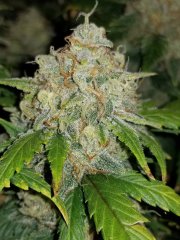Z Auto – FastBuds – Autoflowering