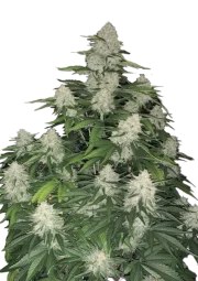 Gelato Auto – product view 1