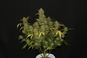 Gelato Auto – product view 2