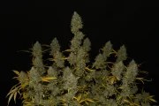 Gelato Auto – product view 3
