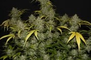 Gelato Auto – product view 4