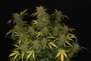 Gelato Auto – product view 5