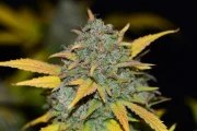 Gelato Auto – product view 6