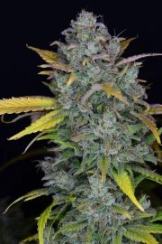 Gelato Auto – product view 7
