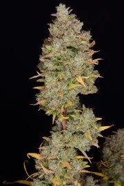 Gelato Auto – product view 8