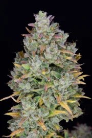 Gelato Auto – product view 9