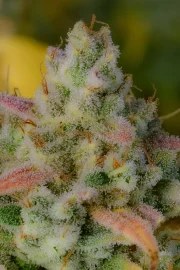 Gelato Auto – product view 11