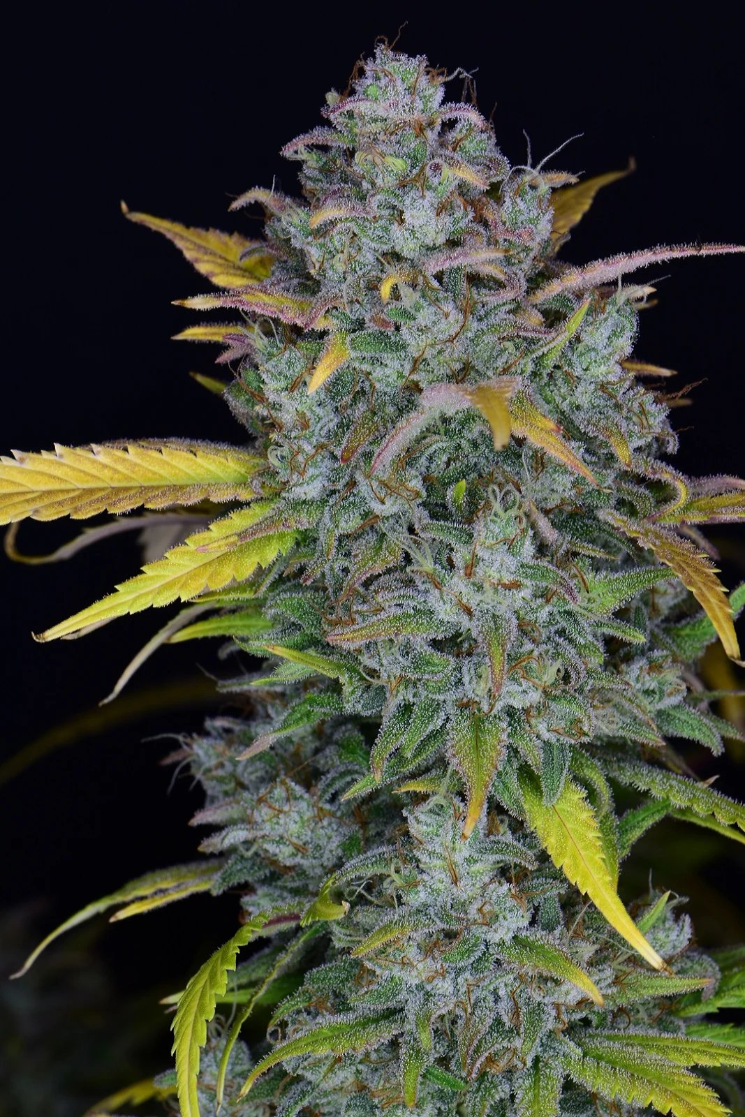 Gelato Auto – FastBuds – Autoflowering