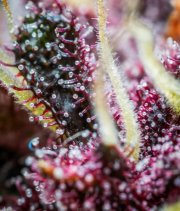 Purple Punch Auto – FastBuds – Autoflowering