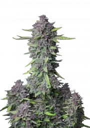 Purple Punch Auto – product view 1