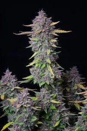 Purple Punch Auto – product view 2