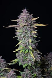 Purple Punch Auto – product view 3