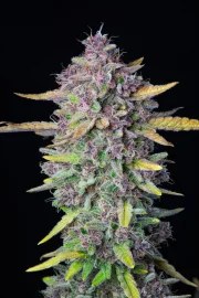 Purple Punch Auto – product view 4
