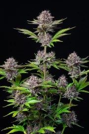 Purple Punch Auto – product view 6