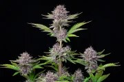 Purple Punch Auto – product view 7