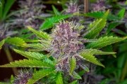 Purple Punch Auto – product view 8