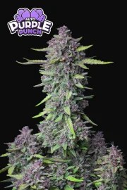 Purple Punch Auto – product view 9