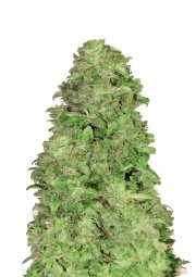CBD Auto 20:1 – FastBuds – Autoflowering