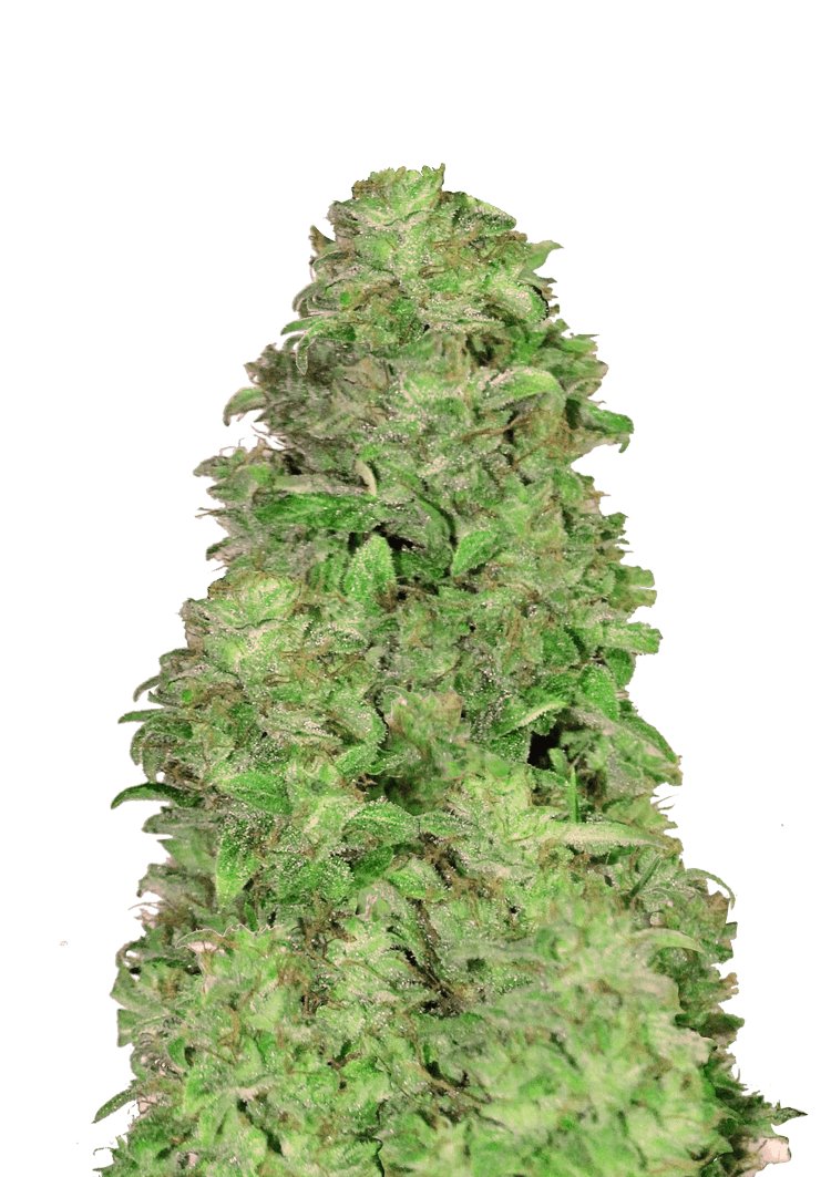 CBD Auto 20:1 – FastBuds – Autoflowering