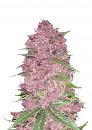 Purple Lemonade Auto – product view 1