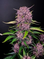 Purple Lemonade Auto – product view 2