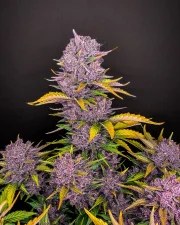 Purple Lemonade Auto – product view 3