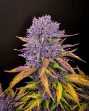 Purple Lemonade Auto – product view 4