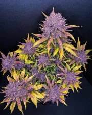 Purple Lemonade Auto – product view 5