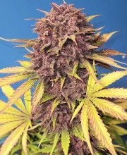 Purple Lemonade Auto – product view 6