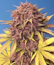 Purple Lemonade Auto – product view 7