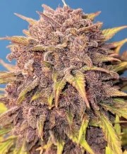 Purple Lemonade Auto – product view 8