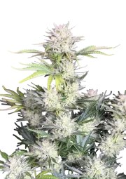 AK Auto – product view 1
