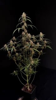 AK Auto – product view 2