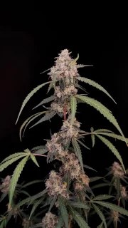 AK Auto – product view 3