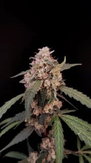 AK Auto – product view 4