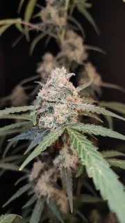 AK Auto – product view 5