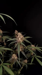 AK Auto – product view 6