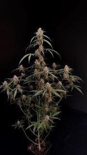 AK Auto – product view 10