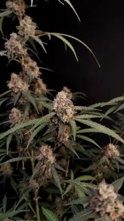 AK Auto – product view 11