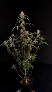 AK Auto – FastBuds – Autoflowering