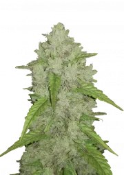 Amnesia Haze Auto – product view 1