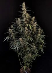 Amnesia Haze Auto – product view 2