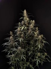 Amnesia Haze Auto – product view 3