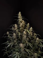 Amnesia Haze Auto – product view 4