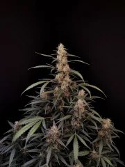 Amnesia Haze Auto – product view 5