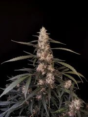 Amnesia Haze Auto – product view 6