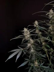 Amnesia Haze Auto – product view 7