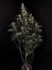Amnesia Haze Auto – product view 8