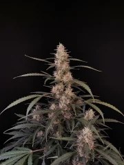 Amnesia Haze Auto – product view 9