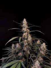 Amnesia Haze Auto – product view 10